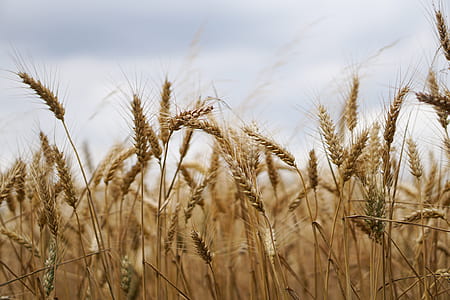 selective focus photography of field of wheat thumbnail