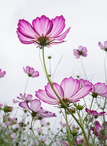 selective focus photography of pink cosmos flower field thumbnail