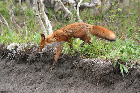 fox walking on plants thumbnail