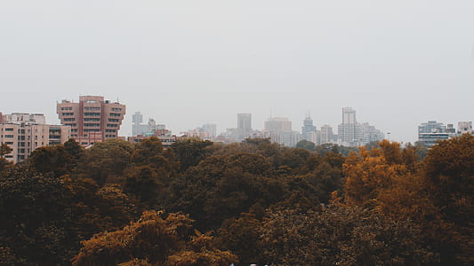 Yellow and Green Leafed Trees Under Cloudy Sky thumbnail