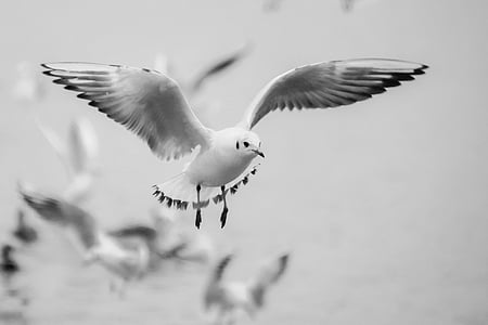 black-billed gull flying thumbnail