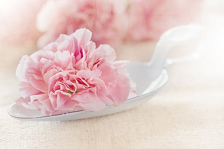selective focus photography of pink petaled flowers on white spoon thumbnail