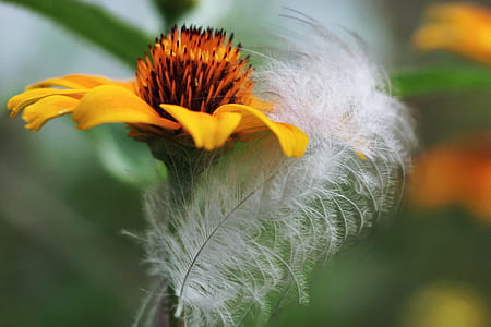 macro photography of feather on yellow petaled flowers thumbnail