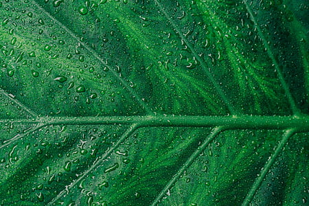 leaf, green, dew, botany thumbnail