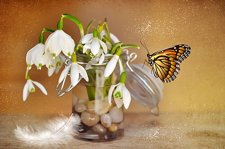 monarch butterfly near white petaled flower thumbnail