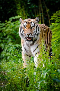 white, brown, and black tiger thumbnail