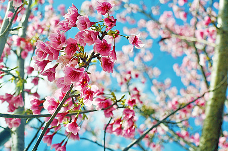 white and pink flowers thumbnail