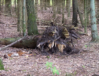 brown tree roots thumbnail