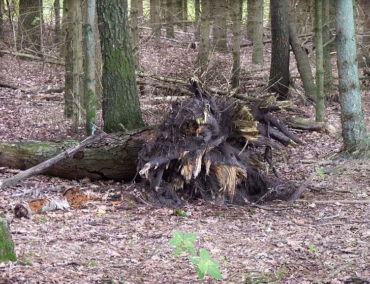 brown tree roots
