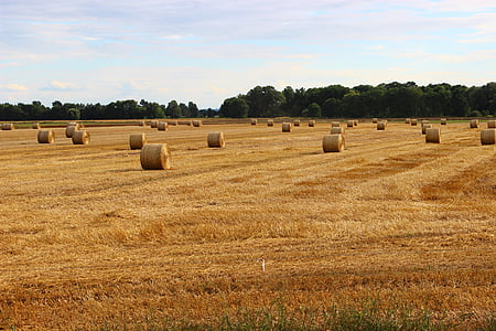 hay rolls on brown field thumbnail