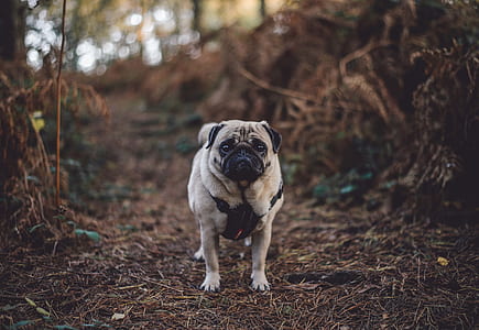 adult fawn pug standing on roots thumbnail