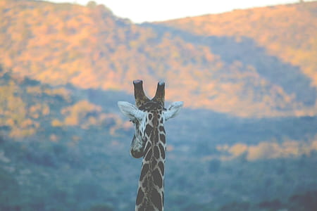 view of giraffe thumbnail