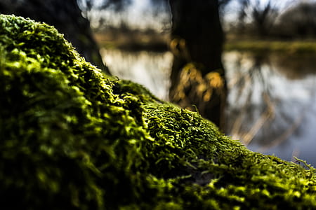 Shallow Focus of Green Moss thumbnail