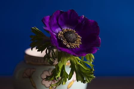 photo of purple petaled flower thumbnail