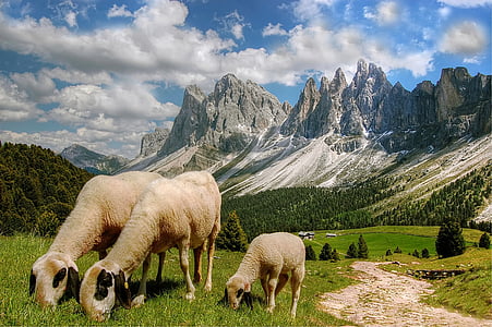 three beige sheep's on green grass thumbnail