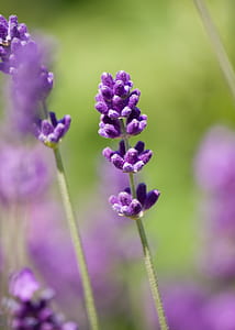 selective focus photography of purple lavender flowers thumbnail