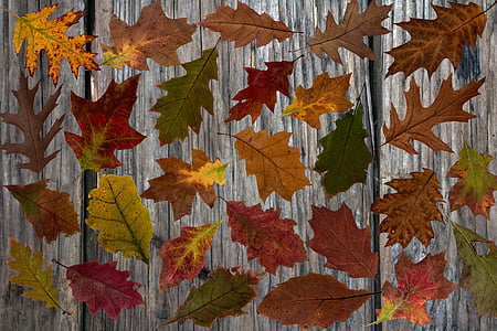 brown and green leaves on gray surface thumbnail