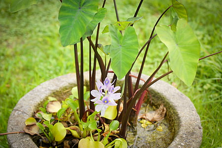 green and purple leafed plants thumbnail
