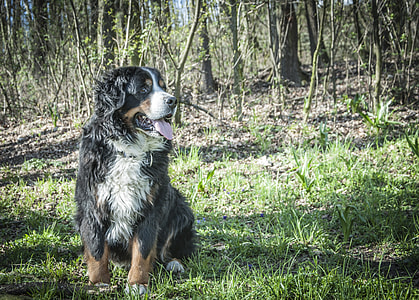 Bernese Mountain Dog, Berner Sennen thumbnail
