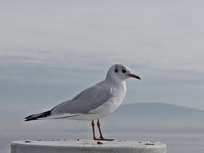 bird on white surface outdoor thumbnail