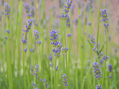 macroshot photo of purple flowers thumbnail