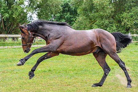 brown and black horse kicking the grass thumbnail