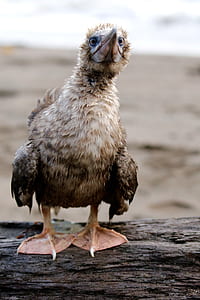 brown bird on tree log thumbnail