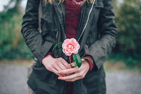 person holding pink rose thumbnail