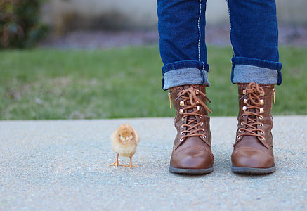 orange chicken chick standing beside a pair of brown leather boots thumbnail
