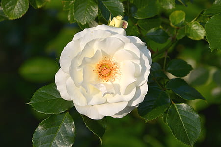 close up photo of white rose flower in bloom thumbnail