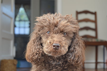 adult brown toy poodle thumbnail