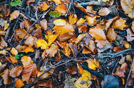 wet leaves on the ground thumbnail
