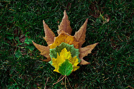 Brown, Yellow, And Green Leaves On Green Grass thumbnail