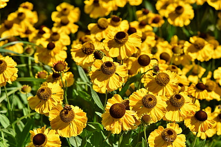 closeup photography of sunflower field thumbnail