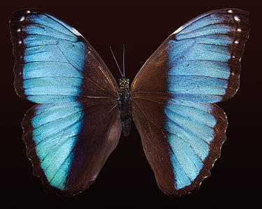 macro photography of blue morpho butterfly thumbnail