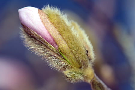 selective focus photography of plant thumbnail