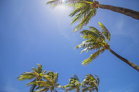 coconut trees at daytime thumbnail
