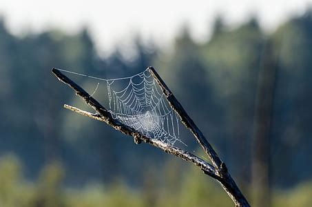 selective focus photography of spider web on tree branch thumbnail