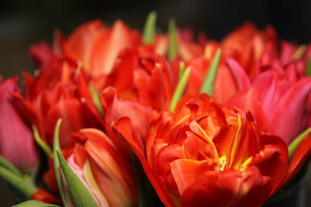 closeup phography red tulips thumbnail