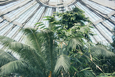 green palm tree inside structure thumbnail
