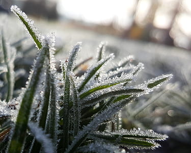 micro photography of frosted green grass thumbnail