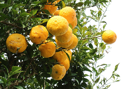 yellow pomelo fruit tree thumbnail