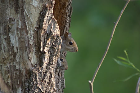 two brown rodents in brown tree trunk selective focus photo thumbnail