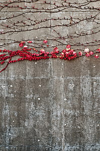 red petal flower plant on concrete wall thumbnail