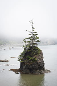 green tree on rock thumbnail