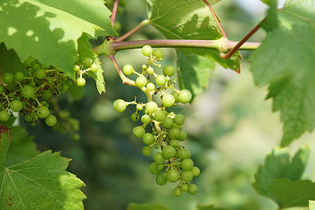 green grapes thumbnail
