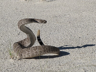 rattle snake on gray surface thumbnail