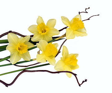 yellow daffodils closeup photo thumbnail