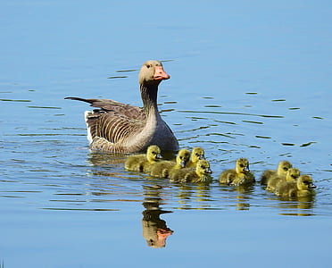 gray duck with ducklings on body of water thumbnail