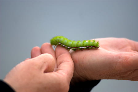 person holding green caterpillar thumbnail